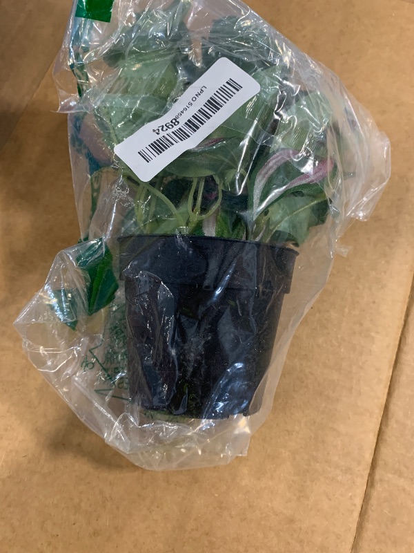 Photo 1 of **DIFERENT PLANT**DODXIAOBEUL 16.1'' Artificial Potted Flowers Anthurium Artificial Plant Bonsai Fake Tropical Greenery Plant,for Indoor Outside Home Garden Office Deck Porch Wedding Decorations,Red