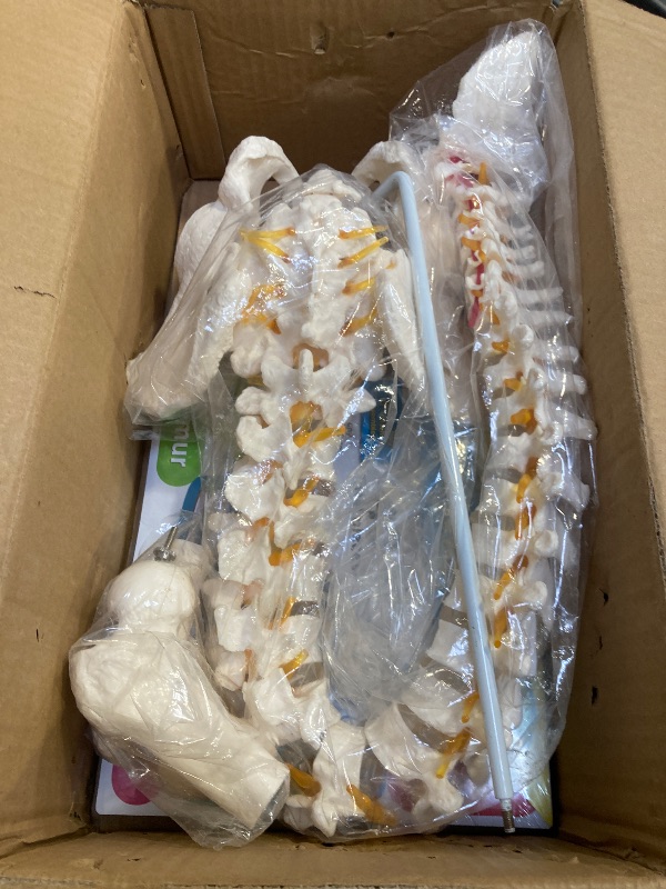 Photo 1 of Spine Model 34.6" Life Size Spinal Cord Model, Flexible Human Spine Model, Anatomical Model with Vertebrae, Nerves, Arteries, Lumbar Column, and Male Pelvis for Science Education & Patient Education