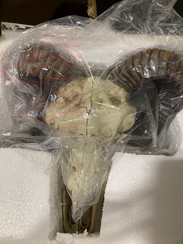Photo 1 of Pacific Giftware Ram Skull and Horns Baphomet Wall Trophy Decor 11 Inch