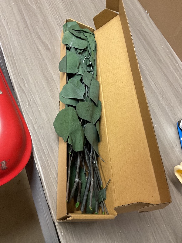 Photo 1 of HIAGROW Real Eucalyptus Stems 20PCS Dried Preserved Fresh Eucalyptus Silver Dollar Leaves for Shower - Greenery Branches for Wedding Home Party Vase Filler Spring Decor