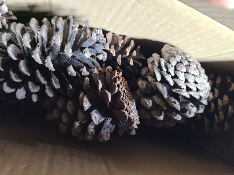 View 3 of 25 Pcs Large Natural Pine Cones for Crafts, 3" to 4" Tall Pine Cones Craft for Christmas, Table, Home Decor, Vase Fillers, Desk & Christmas Trees, Unscented Pinecones Crafts Ornament for Decorating