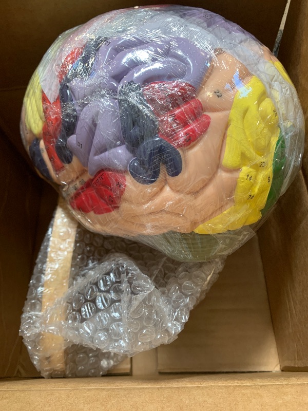 Photo 1 of DSFGFRR Human Brain Model 2X Life?Size, Brain Anatomy Model for Neuroscience, 4?Part Detachable 3D Brain Model with Laser?Engraved Labels and Stand for Psychology Neuroscience Learning