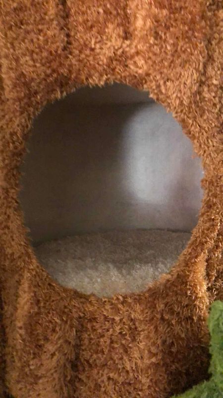 Photo 1 of CAT TREE 90”