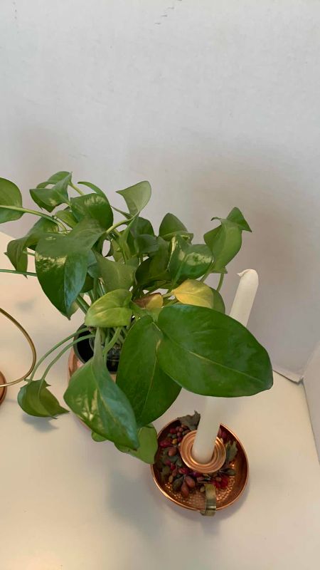 Photo 1 of COPPER HOME DECOR WITH LIVE PLANT
