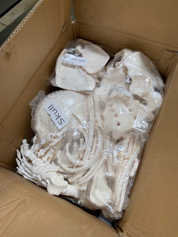 Photo 1 of Houseables Disarticulated Human Skeleton, Human Skeleton Model for Anatomy, Anatomy Model, Anatomically Correct, Physiology Bones, Skeletal System, Full Life Size, Anatomical, Study, Class, 62” Height
