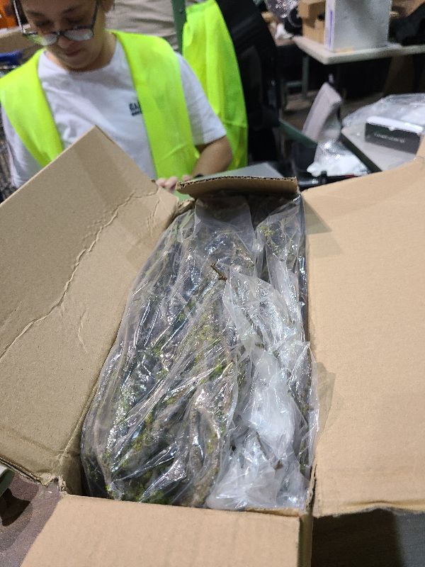 Photo 1 of 190cm/74.8inch Artificial Creepy Flexible Tree Branches Faux Grape Vines Garland Twigs with Moss Wood Craft for Halloween Door Wall Hanging Cottage Haunted Mansion Theme Outdoor Mantel Decoration (2)