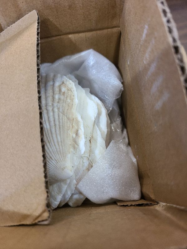 Photo 1 of 15 Pcs Sea Shells (3.1-3.5inch) White Large Scallop Shells for Baking Cooking, Big Natural Clam Seashells for DIY Crafts Seashell Beach Decorating for Home Decor