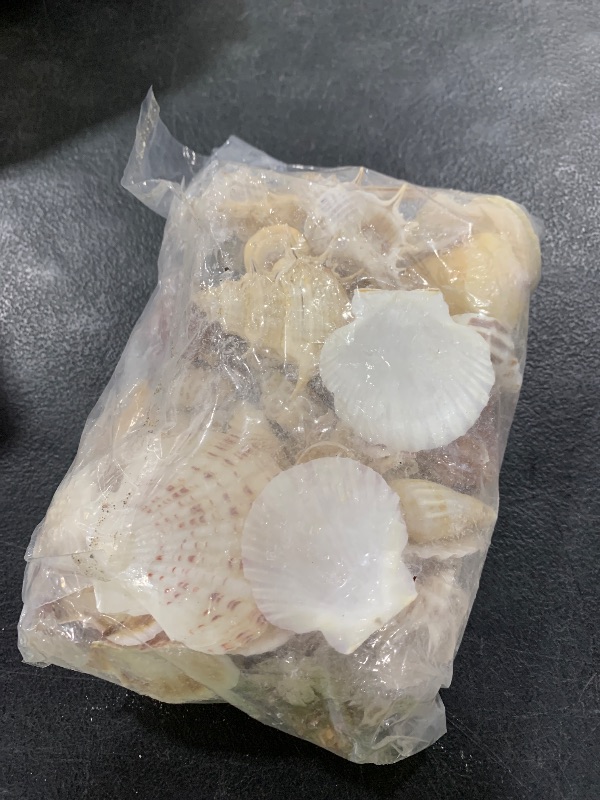 Photo 1 of bag of sea shells