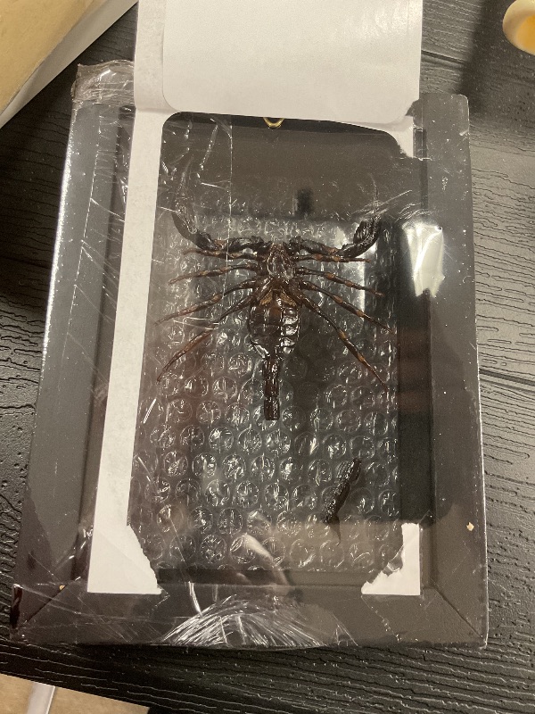 Photo 1 of Real Exotic Poisonous Scorpion – Preserved Taxidermy Collection Framed in a 3D Wooden Frame as Pictured Taxidermy (Transparent Background Black Wooden Frame)