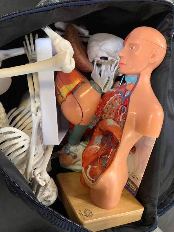 Photo 1 of EVOTECH SCIENTIFIC Human Body, Skeleton Educational Kit for Kids