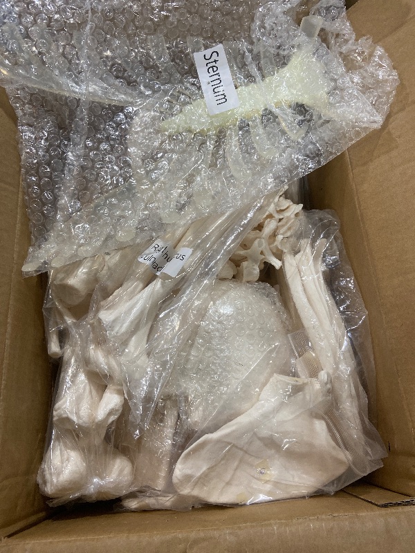 Photo 1 of Houseables Disarticulated Human Skeleton, Human Skeleton Model for Anatomy, Anatomy Model, Anatomically Correct, Physiology Bones, Skeletal System, Full Life Size, Anatomical, Study, Class, 62” Height