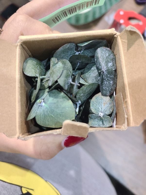 Photo 1 of 10 Pcs Dried Eucalyptus Stems 17" Real Eucalyptus for Shower Hanging 100% Made from Fresh Leaves, Wedding, Home, Farmhouse, DIY Spring Decor Bathroom Decor Home Decor