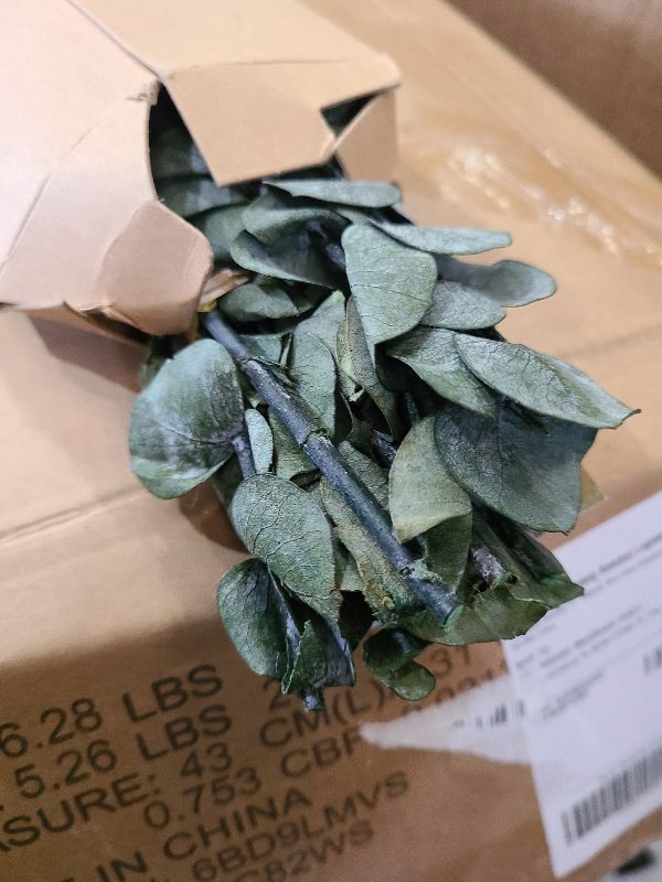 Photo 1 of 10 Pcs Dried Eucalyptus Stems 17" Real Eucalyptus for Shower Hanging 100% Made from Fresh Leaves, Wedding, Home, Farmhouse, DIY Spring Decor Bathroom Decor Home Decor