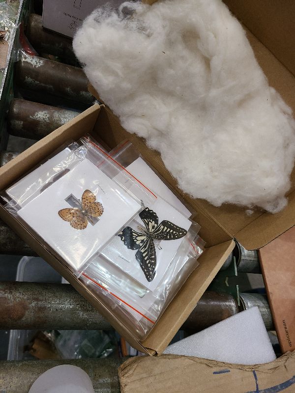 Photo 1 of 15 pcs of Real Dried Dead Butterflies with Spread Wings Shaped, Natural unmounted Butterfly specimens for Art, Decorations, Taxidermy and Gifts for Kids and Family