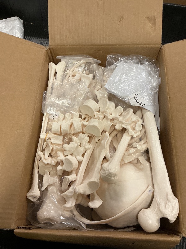 Photo 1 of Houseables Disarticulated Human Skeleton, Human Skeleton Model for Anatomy, Anatomy Model, Anatomically Correct, Physiology Bones, Skeletal System, Full Life Size, Anatomical, Study, Class, 62” Height