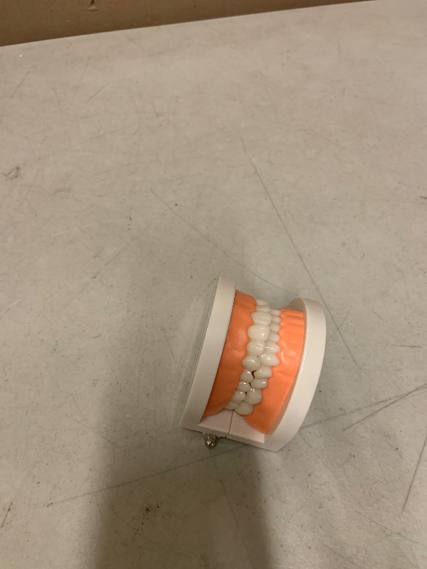 Photo 1 of 1 Pack Standard Teeth Model Adult Standard Typodont Demonstration Denture Model for Kids Dental Teaching, Clean Display, Education, Study (No Wisdom Teeth)(with 2 Fixed Wrench)