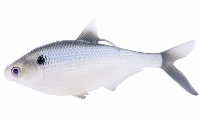 Photo 1 of B.a.M.F. Shad
