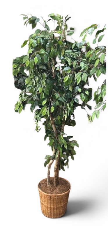 Photo 1 of ARTIFICIAL FICUS TREE 8’