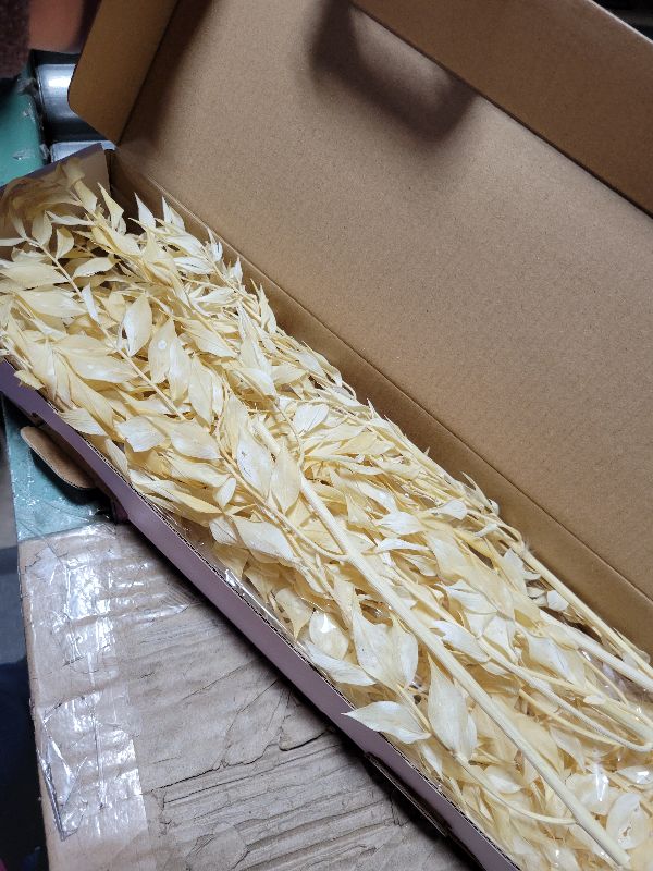 Photo 1 of 10 Pieces Dried White Italian Ruscus Eucalyptus - Real Preserved Ruscus Stem Branches, Real White Dried Floral Plant Pampas Green Leaves Bundle for Boho Wedding Party, Home Decor, Vase Filler
