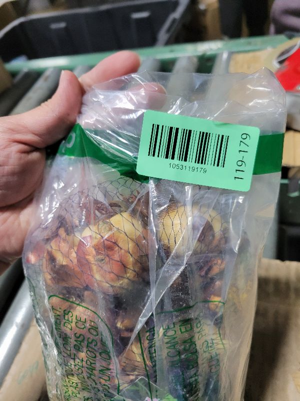 Photo 1 of 20 Angelique Tulip Bulbs- Double Late, New!!