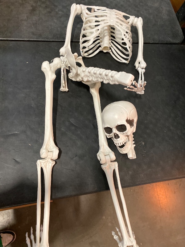 Photo 1 of 5.9Ft/180cm Giant Skeleton Poseable Skeleton Realistic Full Body Bones for Halloween Decorations