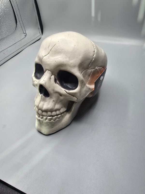 Photo 1 of 6" Skull Halloween Decorative Prop - Hyde and EEK! Boutique™