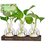 Photo 1 of Plant Propagation Station, Plants Terrarium with Wooden Stand Bulb Glass Vase Planter Gift for Plant Lovers Home Office Decor