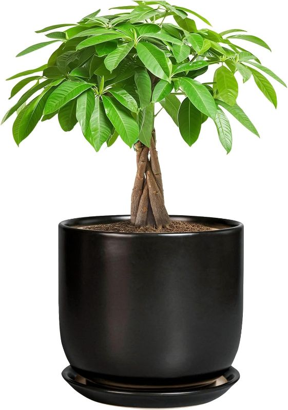 Photo 1 of Ceramic Planter 7 Inch - Cylinder Round Modern Indoor Plant Pot for Plants with Drainage Hole and Saucer, Room Home Patio Office Patio Decor, Black