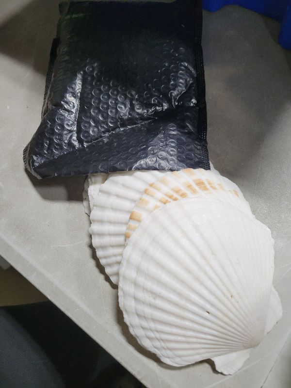 Photo 1 of 10PCS 4-5 Inch Large Sea Shells White Scallop Shells for DIY Painting Baking Cooking Serving Food, Natural Seashells for Crafts Beach Wedding Decorations for Ocean Themed Parties and Home Decor