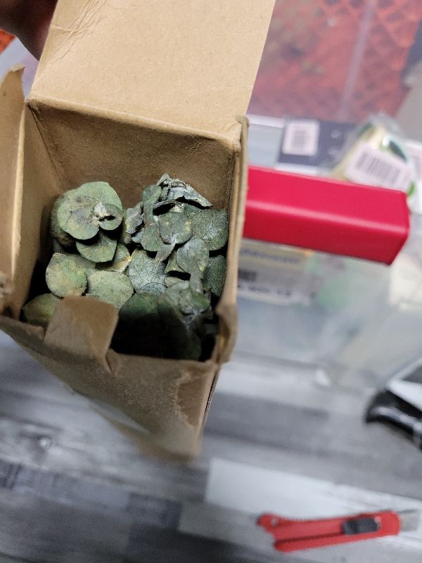 Photo 1 of 10 Pcs Dried Eucalyptus Stems 17" Real Eucalyptus for Shower Hanging 100% Made from Fresh Leaves, Wedding, Home, Farmhouse, DIY Spring Decor Bathroom Decor Home Decor