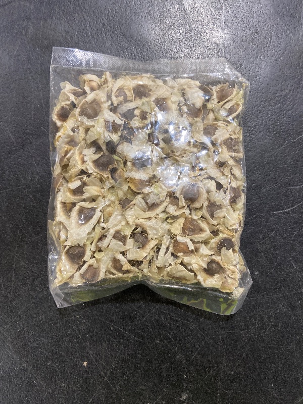 Photo 1 of 100+ Organic Moringa Seeds | Moringa Seeds for Planting Leaves, Powder, Pods & Flowers | Non-GMO Semillas de Moringa Seeds.