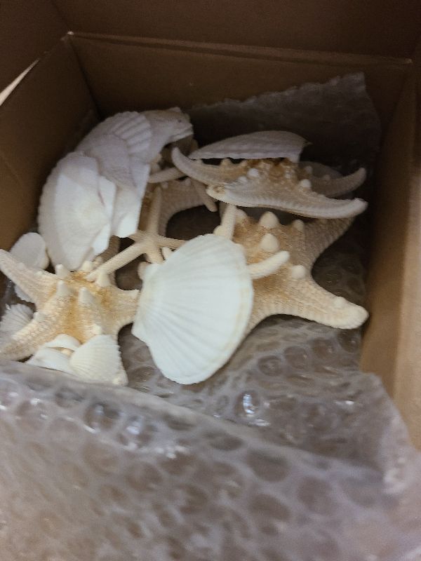 Photo 1 of 24PCS Sea Shells for Crafts Decoration - Real White Natural 2"-5" Scallop Shells and Starfish Coastal Christmas Craft Supplies, Beach Party, Painting, Easter DIY, Vase,Baking Shells, Birthday Gift