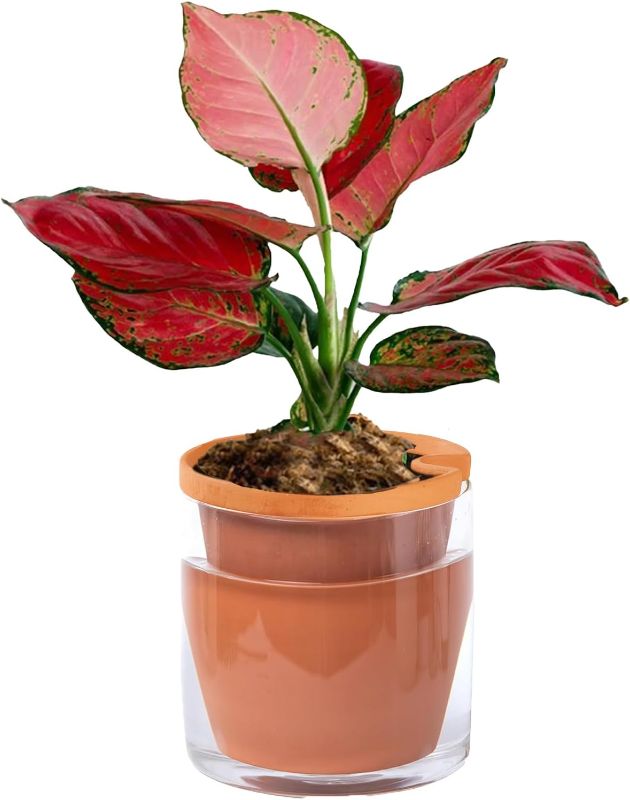Photo 1 of 6 Inch Self Watering Planter Pots, Terracotta Clay Pots with Cylinder Glass Cup for Indoor Plants, Herbs, Flowers