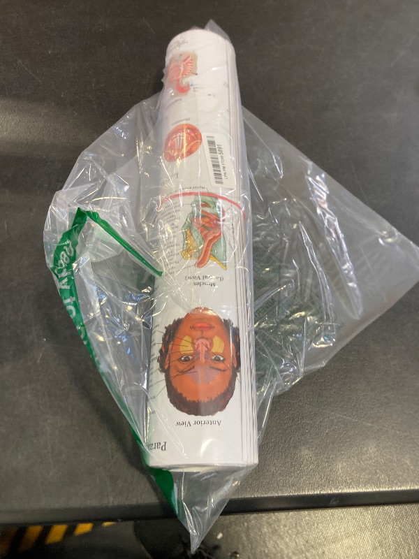 Photo 1 of 12 Human Anatomy Posters - Medical Posters, Circulatory, Skeletal, Male Female Muscular, Lymphatic, Reproductive, Nervous, Digestive, Endocrine, Respiratory Systems, Models, Science Biology Health Poster for Classroom, Office, Laminated - 18x30