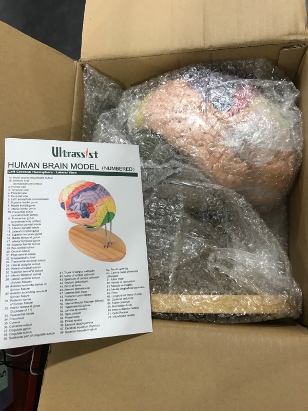 Photo 1 of Human Brain Model for Neuroscience, Brain Model Labeled with Study Guide, Anatomy Model for Science Education Study Display