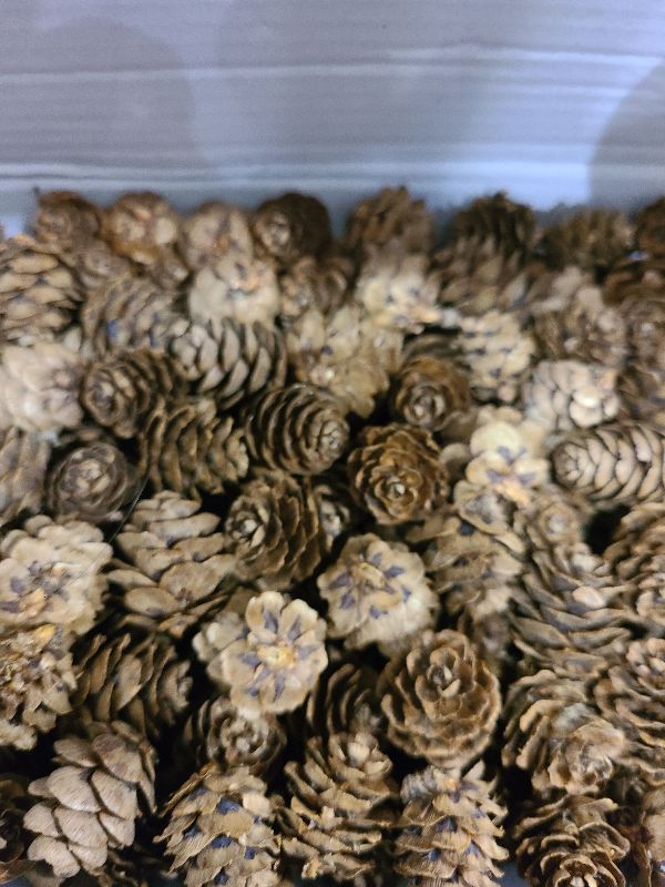 Photo 1 of 240PCS Pine Cones Christmas Natural Pinecones Small Pine Cones Mini Fall Decorations for Home Party Crafts Gift Wedding Christmas Tree Decoration