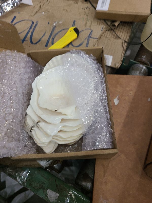 Photo 1 of 10PCS Large Natural Scallop Shells, 4''-5'' Large Shell for Crafts, DIY Painting, Baking and Beach Wedding Decorations - Large White Seashells Bulk for Ocean Themed Parties and Home Decor