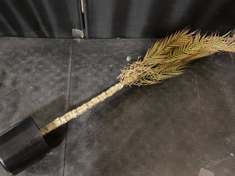 Photo 1 of Artificial Palm Tree, 4FT Tall Decorative Fake Palm Tree in Pot with with Natural Trunks Real Touch Leaves, UV Sun Resistant Tropical Floor Faux Plant for Office Patio Yard Home Decor