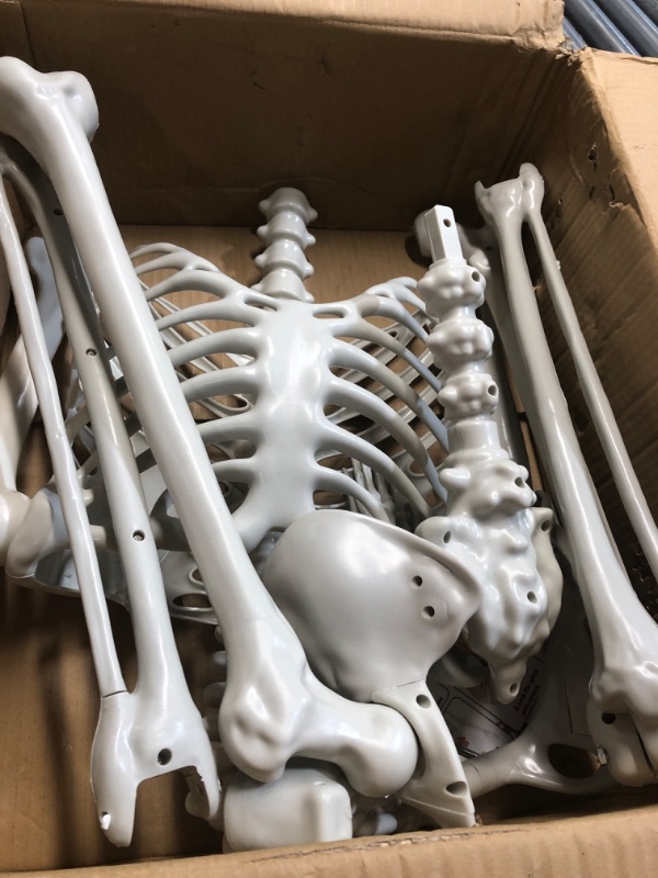 Photo 1 of (used)(unknown if complete) 2 Pack 36'' Posable Skeletons Halloween Decorations: 3 FT Life Size Skeleton with Full Body Movable Joints Plastic