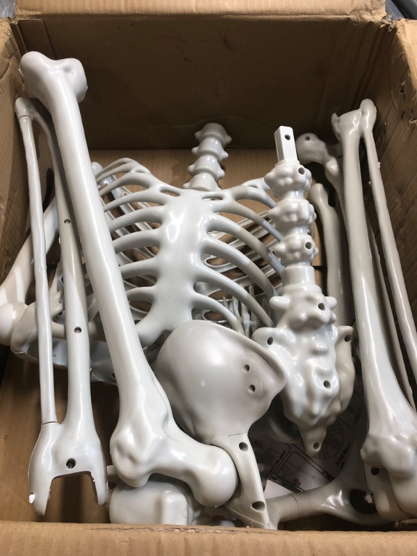 Photo 1 of (used)(unknown if complete) 2 Pack 36'' Posable Skeletons Halloween Decorations: 3 FT Life Size Skeleton with Full Body Movable Joints Plastic
