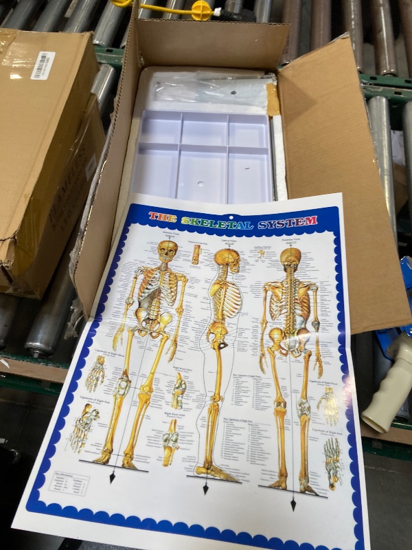 Photo 1 of Wellden Product Anatomical Human Skeleton Model, 1/2 Life Size, 85cm/33.5"