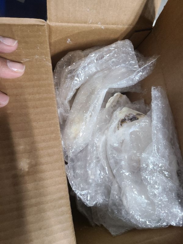 Photo 1 of 10Pcs Extra Large Oyster Shells for Crafts ? 5"-6"?, Oyster Shell for Crafting?Painting?Wedding?Christmas?Beach Theme Decor? and Clean?Odor-Free Sea Shells for Crafting (10)