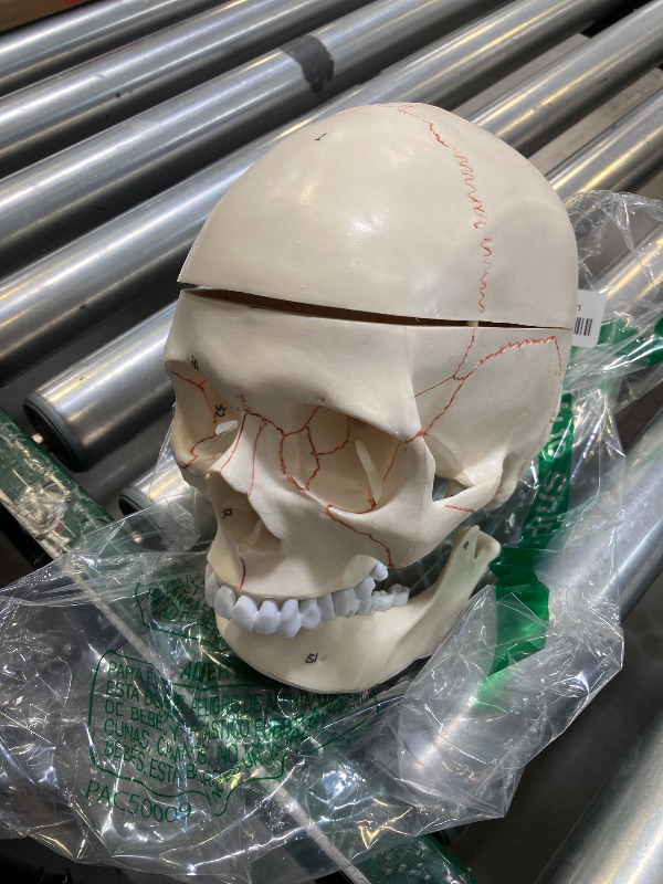 Photo 1 of Annhua Skull Anatomy Model  3 Parts Human Skull Life Size with Magnetic Closure, Detachable Head Skulls Model for Anatomical Students Studying - 7.9 x 4.8 x 5.5 Inch