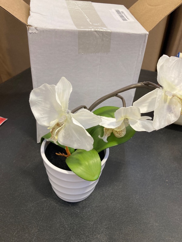Photo 1 of HOMESEASONS Homeseaons Orchid Lamp-LED Lighted Orchid Arrangements,Pre Lit Artificial Orchid,Light Up Flower Lights, Faux Orchid Phalaenopsis Arrangement (White)