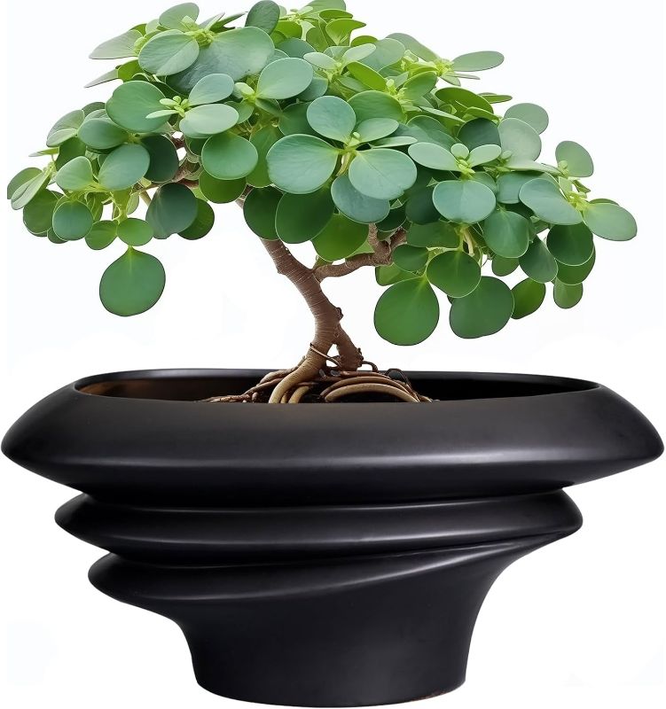 Photo 1 of SQOWL Bonsai Pots - 12 Inch Ceramic Bonsai Planter Succulent Pot for Indoor Outdoor Plants Decorative Plant Pot with Drainage Hole Large Flower Pot for Tree Cactus Black
