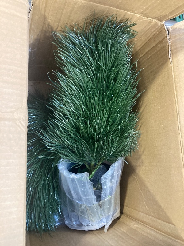 Photo 1 of 2 PK PINE TREE INDOOR DECOR 