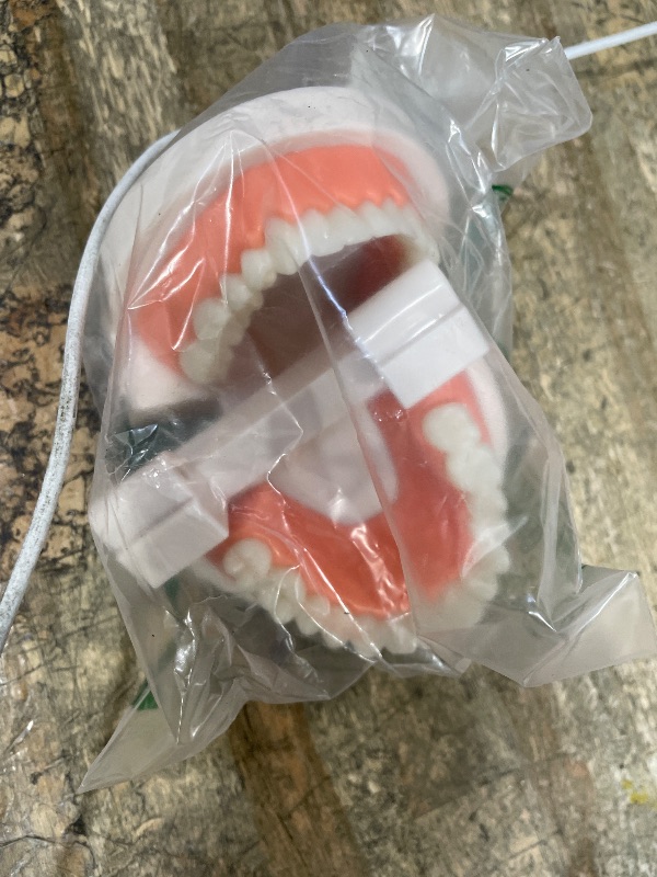 Photo 1 of 1 Pack Standard Teeth Model Adult Standard Typodont Demonstration Denture Model for Kids Dental Teaching, Clean Display, Education, Study (No Wisdom Teeth)(with 2 Fixed Wrench)