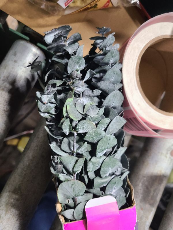 Photo 1 of 20 Pcs Preserved Dried Eucalyptus Stems, 17" Natural Fresh Eucalyptus Branches for Shower, Real Plant for Vase Filler, Dried Flowers Arrangement, Floral Home Decor