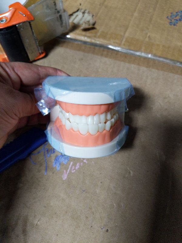 Photo 1 of 1 Pack Standard Teeth Model Adult Standard Typodont Demonstration Denture Model for Kids Dental Teaching, Clean Display, Education, Study (No Wisdom Teeth)(with 2 Fixed Wrench)