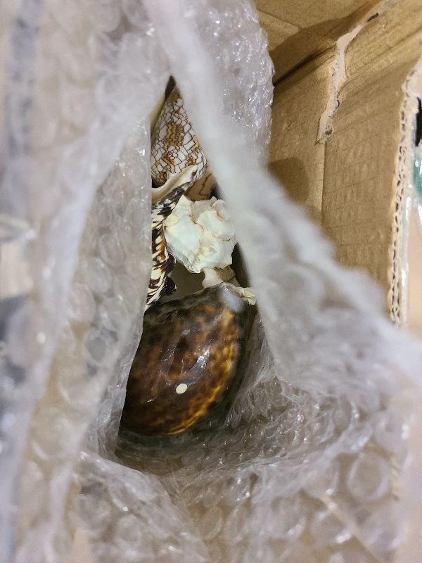 Photo 1 of 12 PCS Large Seashells Mixed Beach Sea Shells and Ocean Natural Starfish,Natural Colorful Sea Shells Starfish Up to 6.5 Inch, Perfect for Beach Theme Party Home Decor DIY Crafts Fish Tank Decorations